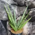 Kép 2/10 - Sansevieria Sem