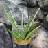 Kép 4/10 - Sansevieria Sem