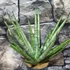 Kép 1/10 - Sansevieria Sem