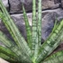 Kép 7/10 - Sansevieria Sem
