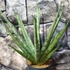 Kép 8/10 - Sansevieria Sem