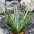 Kép 9/10 - Sansevieria Sem