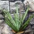 Kép 10/10 - Sansevieria Sem