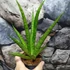 Kép 2/9 - Sansevieria Dancing Queen
