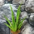 Kép 3/9 - Sansevieria Dancing Queen