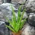 Kép 5/9 - Sansevieria Dancing Queen