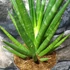 Kép 6/9 - Sansevieria Dancing Queen