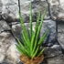 Kép 7/9 - Sansevieria Dancing Queen