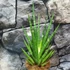 Kép 8/9 - Sansevieria Dancing Queen