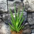 Kép 1/9 - Sansevieria Dancing Queen