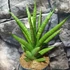 Kép 3/5 - Sansevieria 'Starshooter'