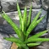 Kép 2/5 - Sansevieria 'Starshooter'