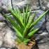 Kép 1/5 - Sansevieria 'Starshooter'