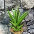 Kép 4/5 - Sansevieria 'Starshooter'