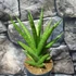 Kép 5/5 - Sansevieria 'Starshooter'