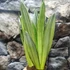 Kép 2/10 - Sansevieria 'Silver Spears'