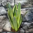 Kép 1/10 - Sansevieria 'Silver Spears'
