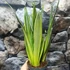 Kép 3/10 - Sansevieria 'Silver Spears'