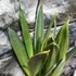 Kép 4/10 - Sansevieria 'Silver Spears'