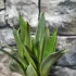 Kép 5/10 - Sansevieria 'Silver Spears'