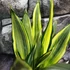 Kép 6/10 - Sansevieria 'Silver Spears'