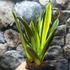 Kép 7/10 - Sansevieria 'Silver Spears'