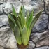 Kép 8/10 - Sansevieria 'Silver Spears'