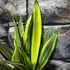 Kép 9/10 - Sansevieria 'Silver Spears'
