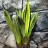 Kép 10/10 - Sansevieria 'Silver Spears'
