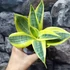 Kép 2/7 - Sansevieria hahnii 'Sun'