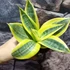 Kép 3/7 - Sansevieria hahnii 'Sun'
