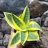 Kép 4/7 - Sansevieria hahnii 'Sun'