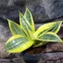 Kép 5/7 - Sansevieria hahnii 'Sun'