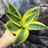 Kép 6/7 - Sansevieria hahnii 'Sun'