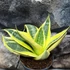Kép 1/7 - Sansevieria hahnii 'Sun'