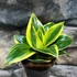 Kép 2/5 - Sansevieria hahnii 'Flaming'