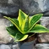 Kép 3/5 - Sansevieria hahnii 'Flaming'