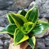Kép 4/5 - Sansevieria hahnii 'Flaming'
