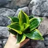 Kép 5/5 - Sansevieria hahnii 'Flaming'