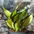 Kép 2/6 - Sansevieria hahnii 'Curly Galaxy'