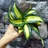 Kép 3/6 - Sansevieria hahnii 'Curly Galaxy'