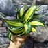 Kép 4/6 - Sansevieria hahnii 'Curly Galaxy'