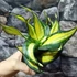 Kép 5/6 - Sansevieria hahnii 'Curly Galaxy'