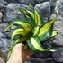 Kép 6/6 - Sansevieria hahnii 'Curly Galaxy'