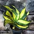 Kép 1/6 - Sansevieria hahnii 'Curly Galaxy'