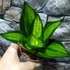Kép 1/7 - Sansevieria Hahnii 'Jade'
