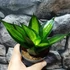Kép 3/7 - Sansevieria Hahnii 'Jade'