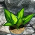 Kép 2/7 - Sansevieria Hahnii 'Jade'
