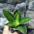 Kép 2/5 - Sansevieria hahnii 'Super Star'