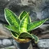 Kép 4/5 - Sansevieria hahnii 'Super Star'